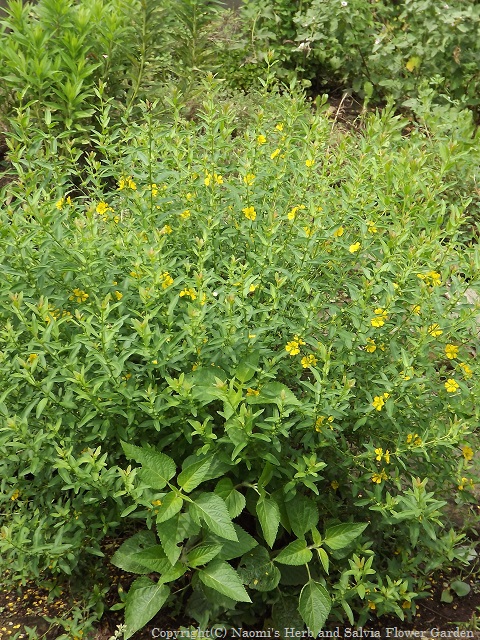 キバナミソハギ 黄花禊萩