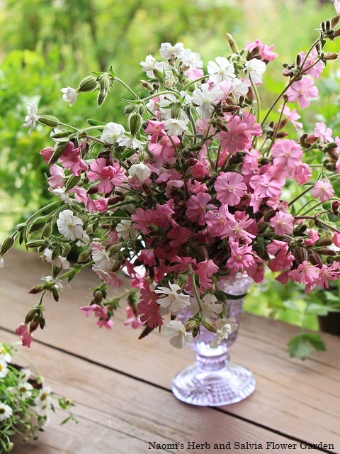 ５月の庭でピンク色の花を摘んで