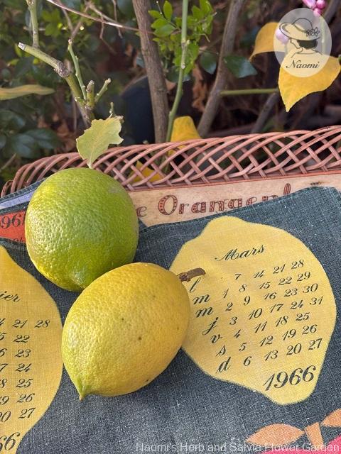 1966年ビンテージ カレンダーキッチンクロス